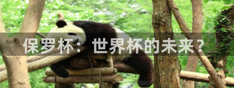 世界杯 中国:保罗杯:世界杯的未来?